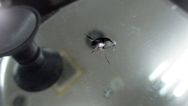 ヤリスクロスのガラス傷補修