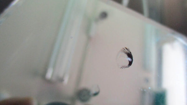 フロントガラスの傷補修